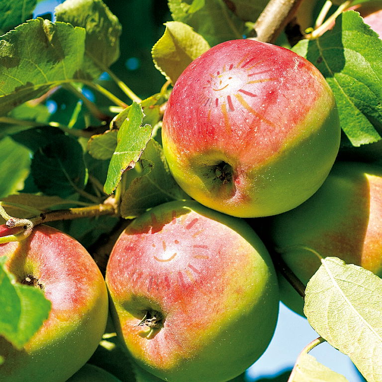 appels-leefstijlprogramma