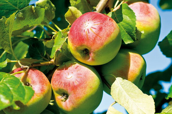 appels-ms-leefstijlprogramma appels-ms-leefstijlprogramma