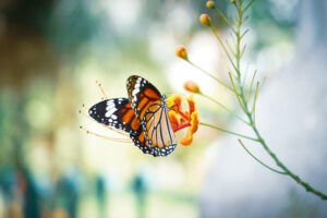 Doneren nagedachtenis nalaten-uitvaartcollecte